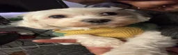 Malshi dogs for sale: Malshi puppies  - Advert 2
