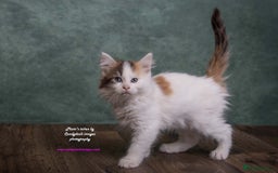 British Longhair cats for sale: ADORABLE DOG AND HOOVER PROOF KITTENS - Image 21