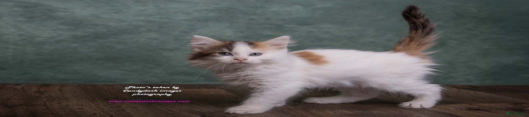 British Longhair Kitten 2