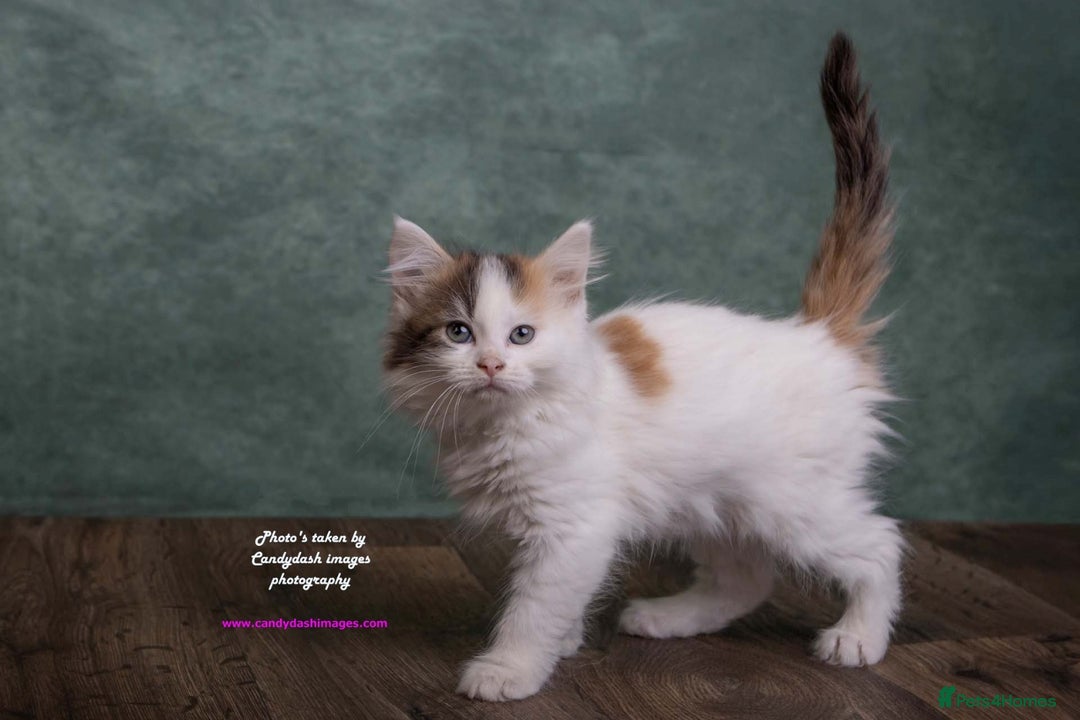 British Longhair cats for sale: ADORABLE DOG AND HOOVER PROOF KITTENS - Image 21