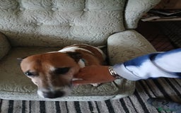 Jack Russell dogs for sale: Buster the Jack russel - Image 2