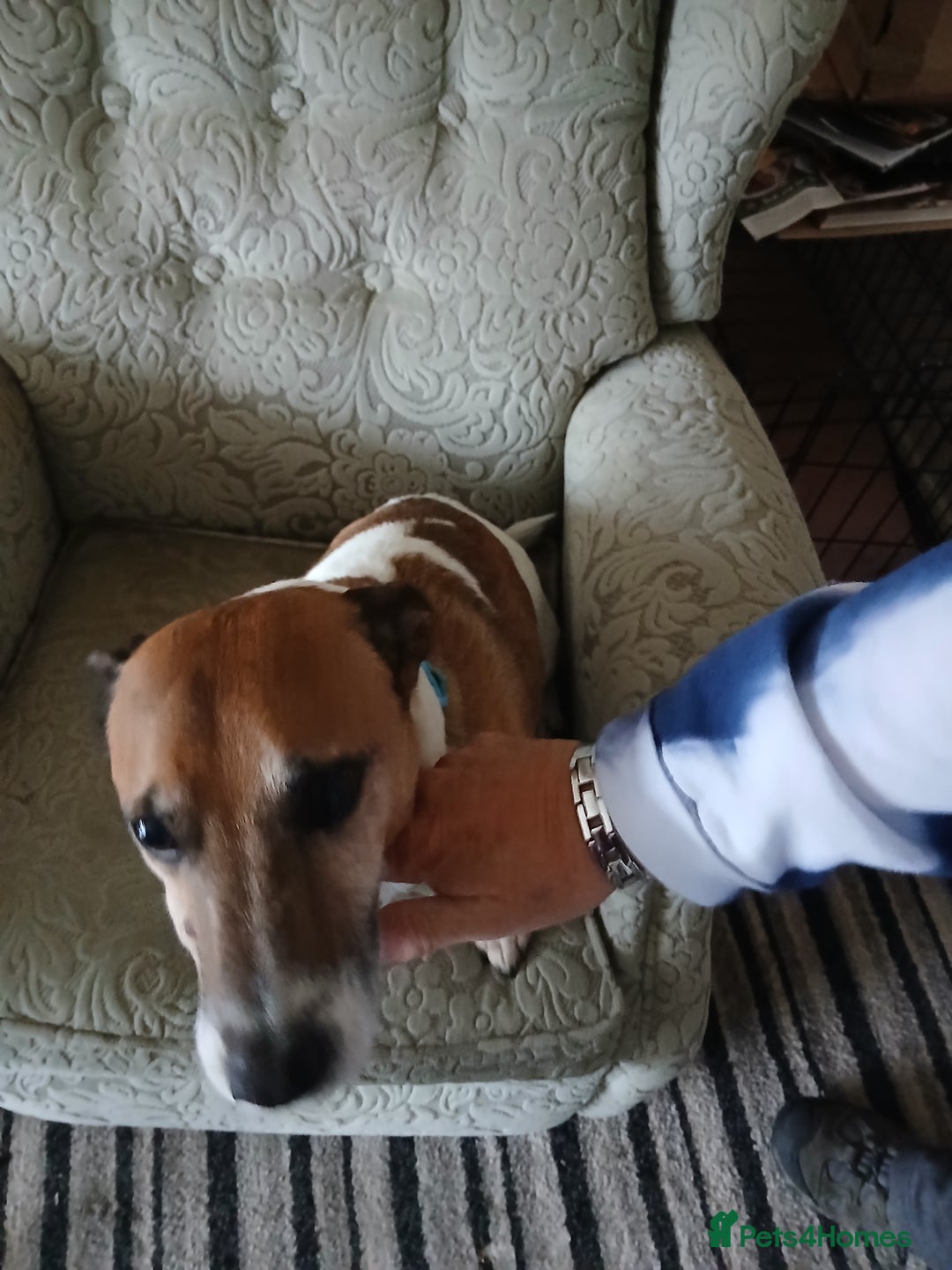 Jack Russell dogs for sale: Buster the Jack russel - Image 2