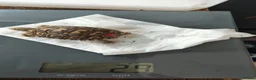Tortoise reptiles for sale: Leopard spotted tortoises - Advert 9