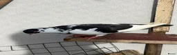 Pigeons birds for sale: Figuritas and Germal Owl Pigeon  - Advert 8