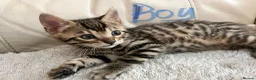 Mixed Breed cats for sale: Bengal/Maine coon hybrid silver and brown kittens in Solihull - Advert 10