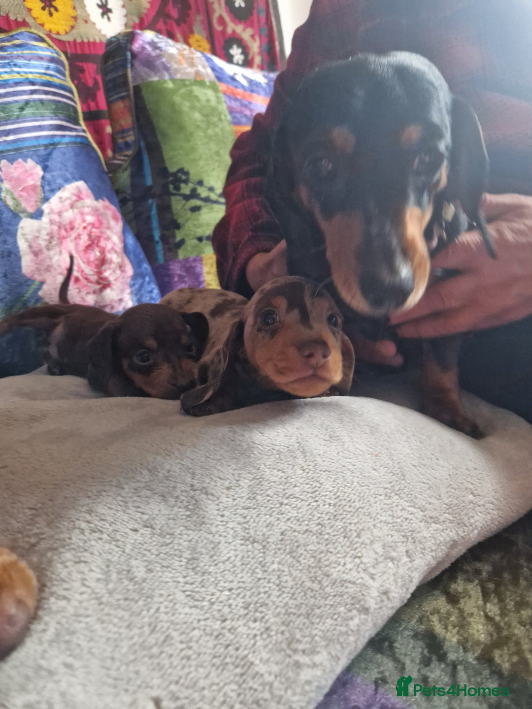 Miniature Dachshund dogs for sale: Miniature Dachshund Pups - Image 11