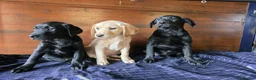 Labrador Retriever dogs for sale: Gorgeous litter of labrador puppies  - Advert 9