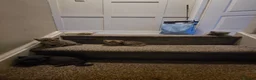 British Shorthair cats for sale: British Shorthair kittens!  - Advert 28