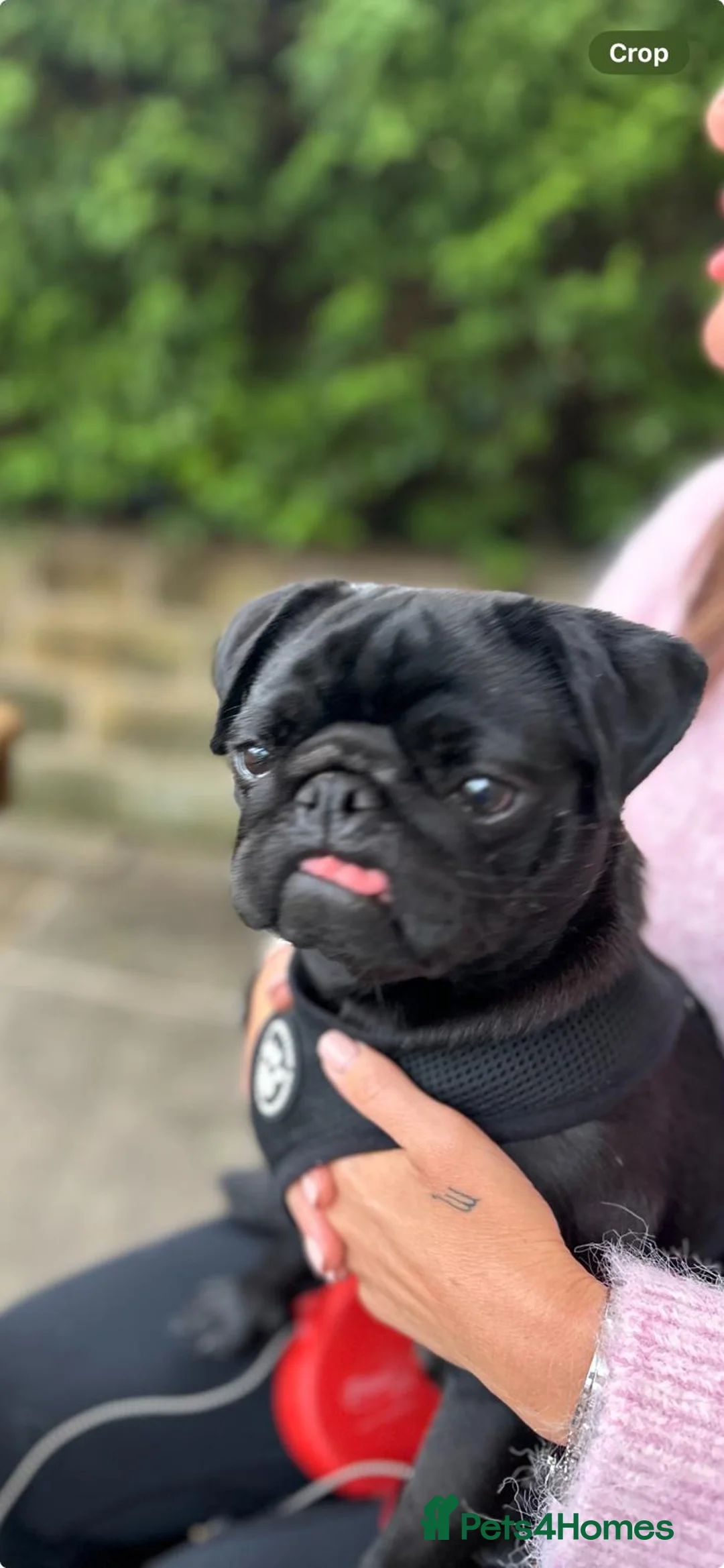 Pug dogs for sale: Pug - Dude - Advert 6