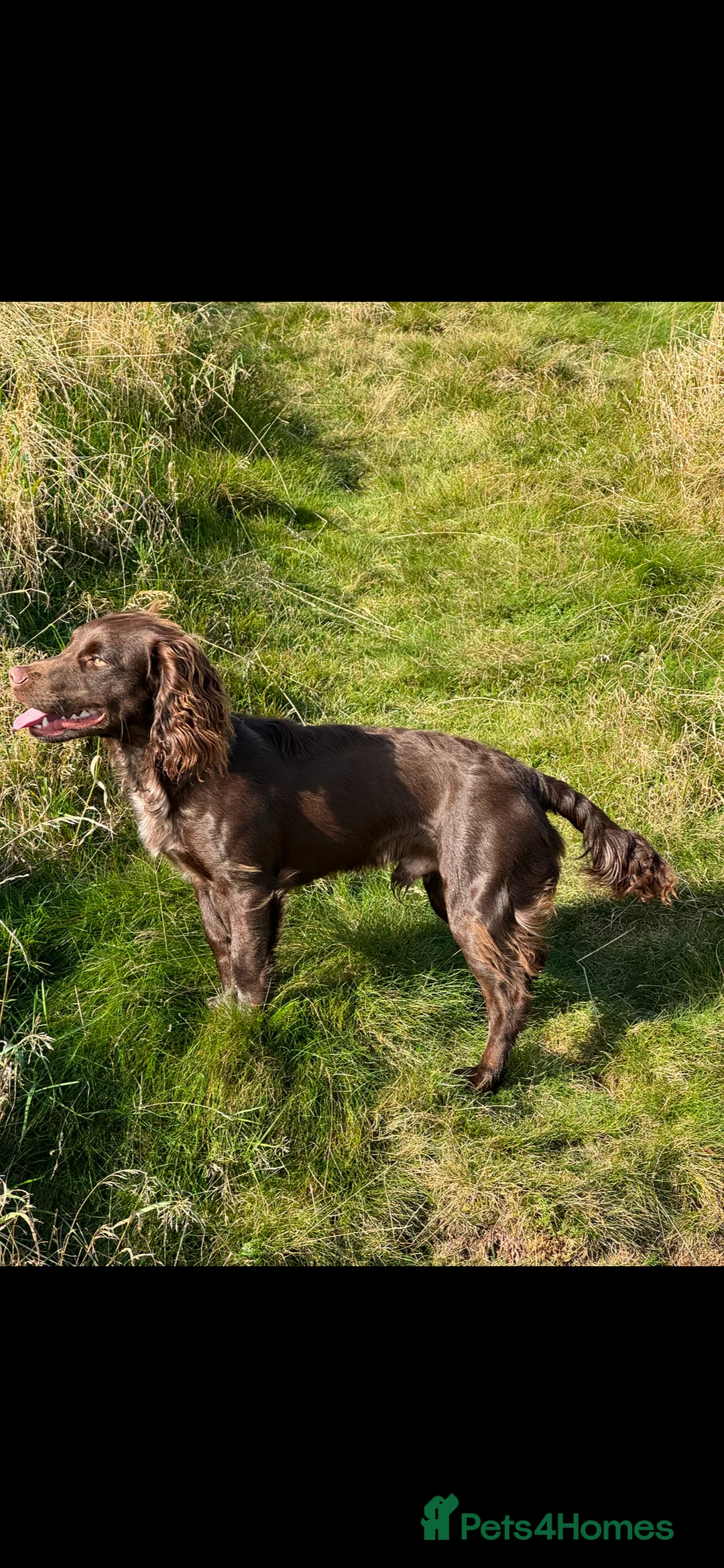 Cocker Spaniel dogs for stud: Working cocker for Stud *proven* in Penicuik - Advert 3