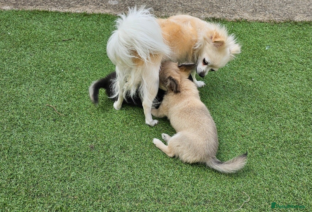 Chihuahua dogs for sale: KennelClub.Reg Chihuahua Our Last Sweet Little Boy - Image 6