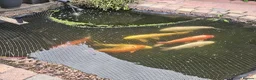 Koi Carp fish for sale: Pond clear out - 7 Japanese Koi and 1 Goldfish in Gateshead - Advert 2