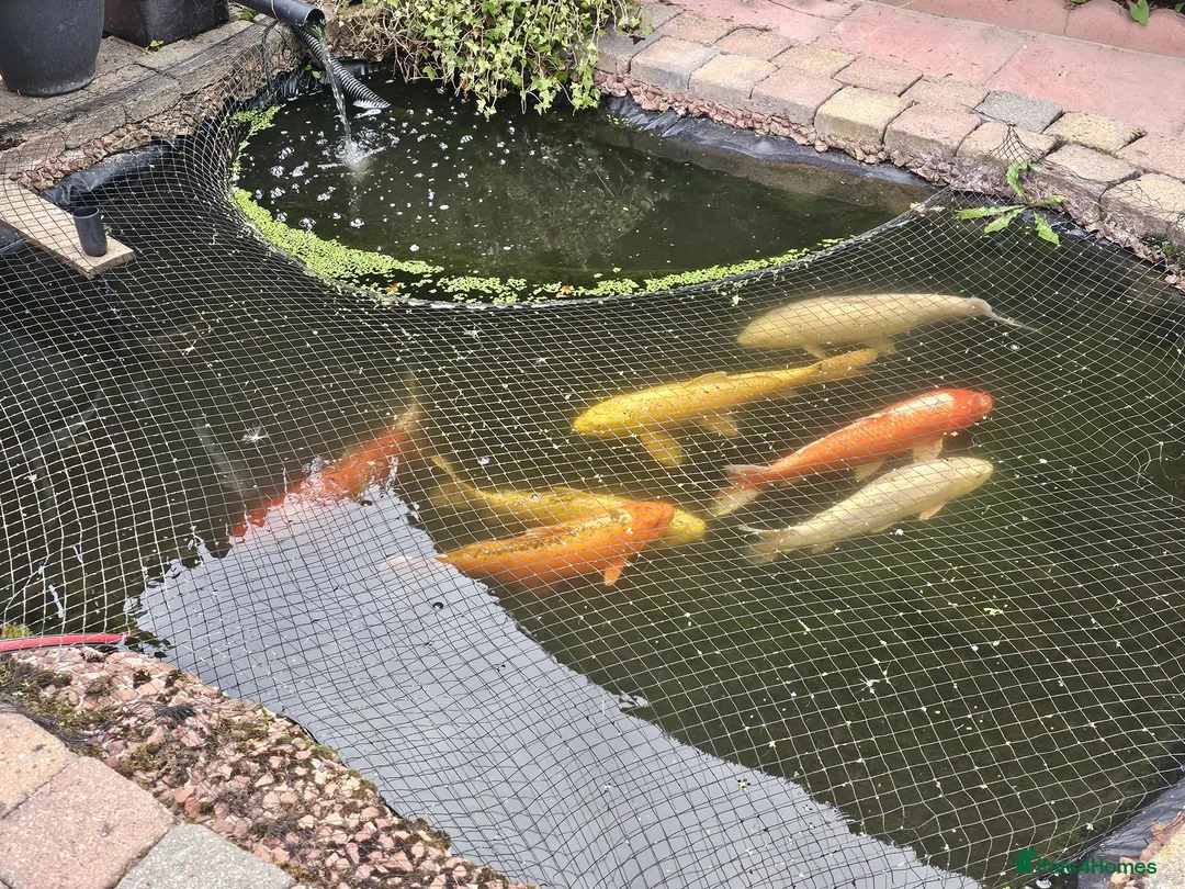 Koi Carp fish for sale: Pond clear out - 7 Japanese Koi and 1 Goldfish in Gateshead - Advert 2