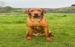 Labrador Retriever dogs for sale: Fox Red Labrador’s  - Advert 2