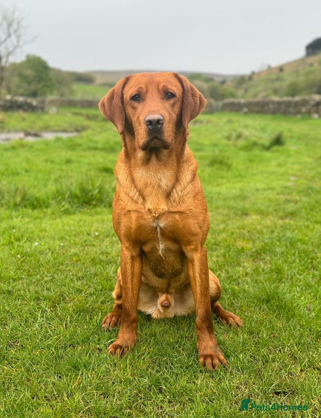 Labrador Retriever dogs for sale: Fox Red Labrador’s  - Advert 2