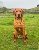 Labrador Retriever dogs Fox Red Labrador’s - Advert 2