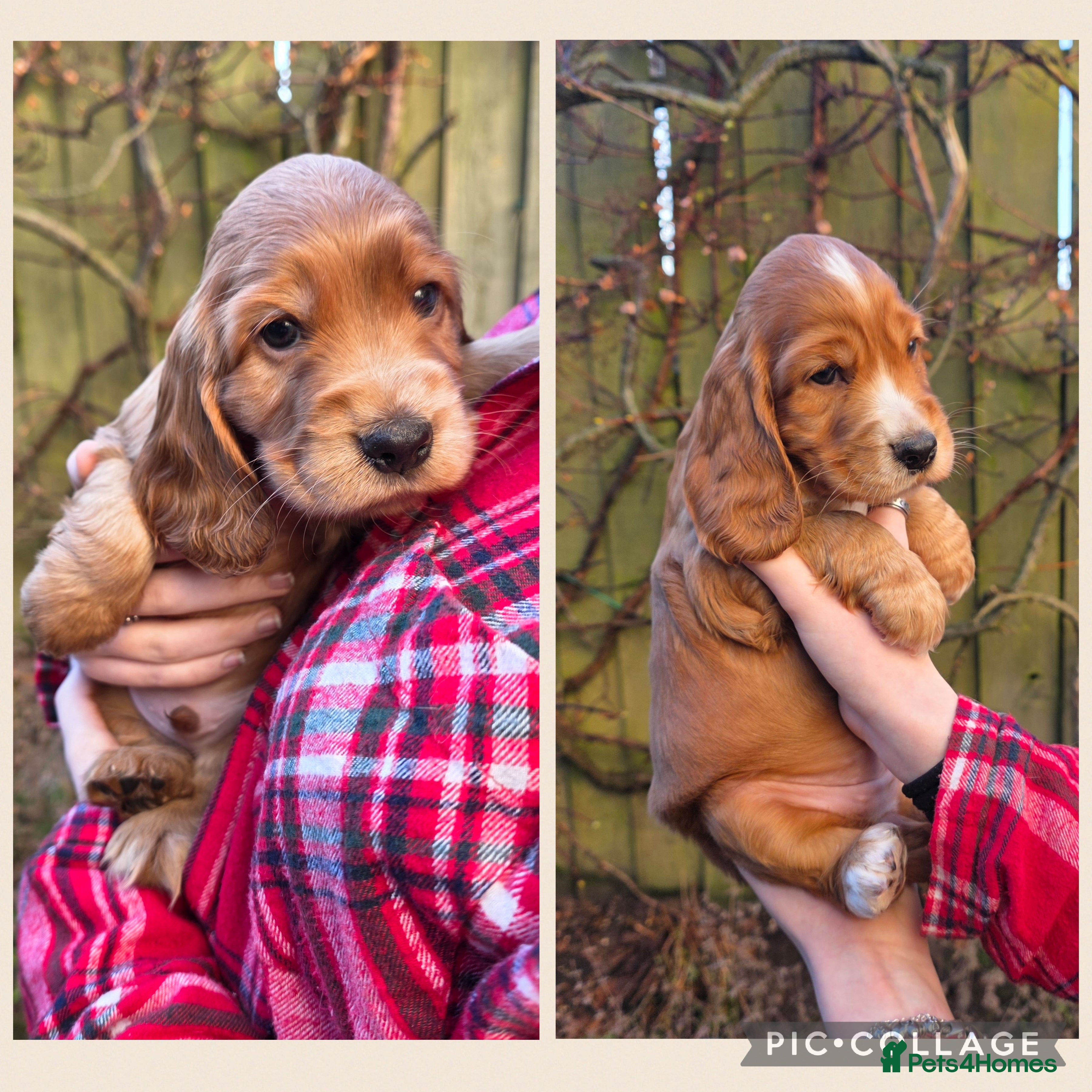 Cocker Spaniel dogs Beautiful heath tested KC Show Cocker Spaniel Pups - Advert 3