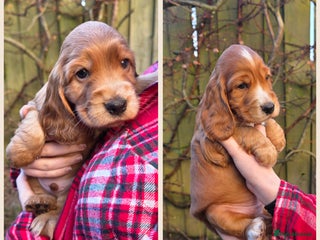 Cocker Spaniel dogs Beautiful heath tested KC Show Cocker Spaniel Pups - Advert 3