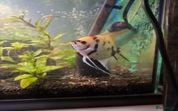Angelfish fish for sale: Mating pair of angelfish free to good home  - Image 2