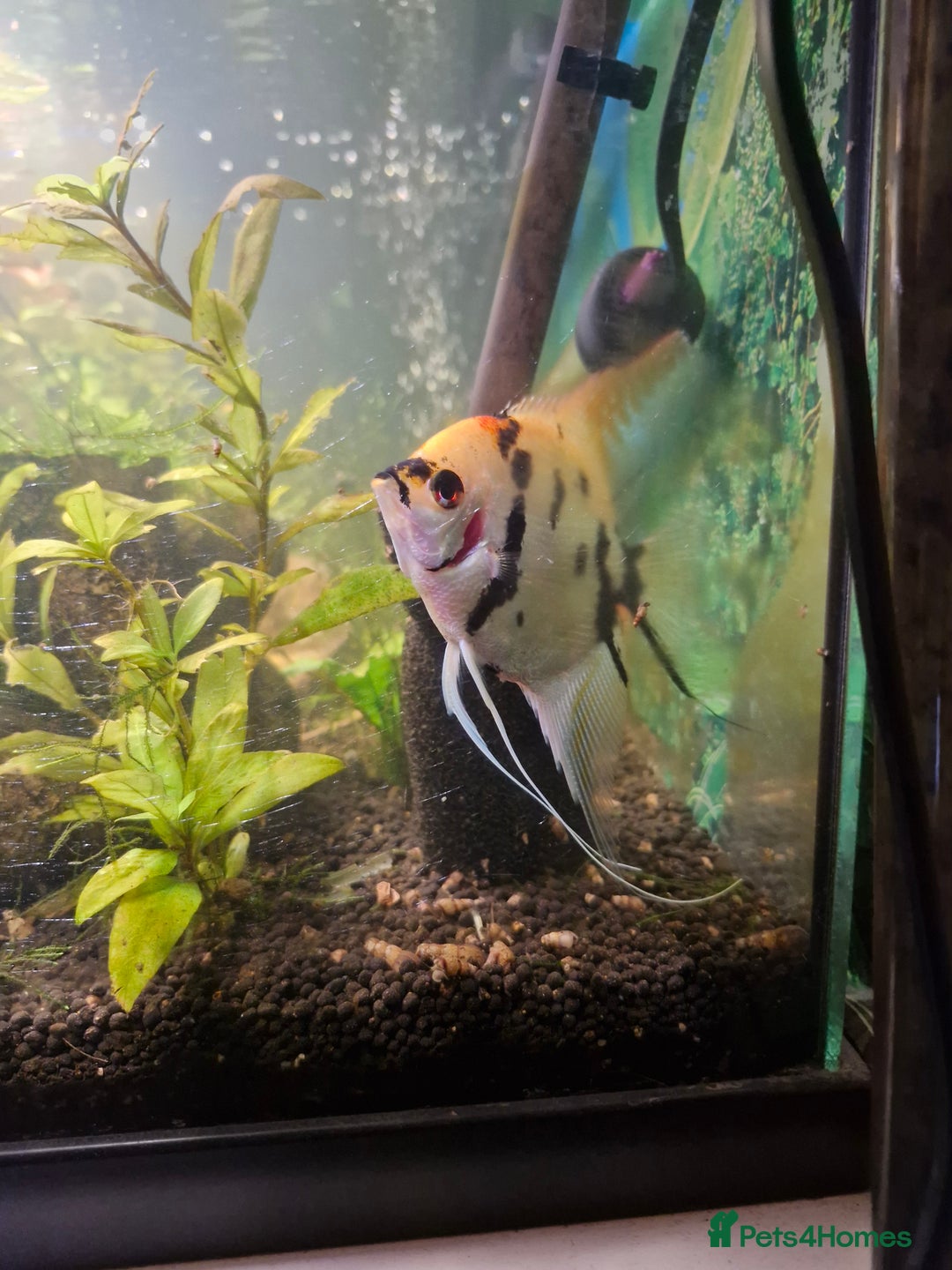 Angelfish fish for sale: Mating pair of angelfish free to good home  - Image 2