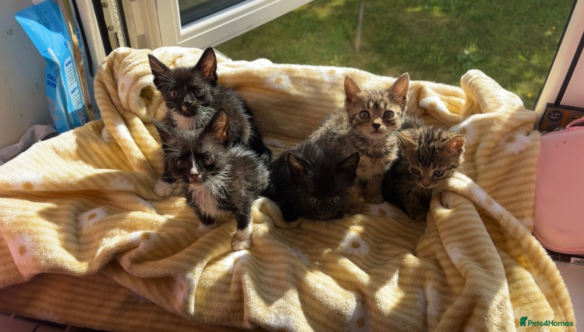 Bengal cats Beautiful baby Bengal cross kittens READY NOW! - Advert 3