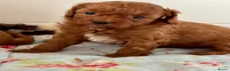 Cavapoo dogs for sale: Stunning red toy’s- Health Tested - KC parents - Advert 26