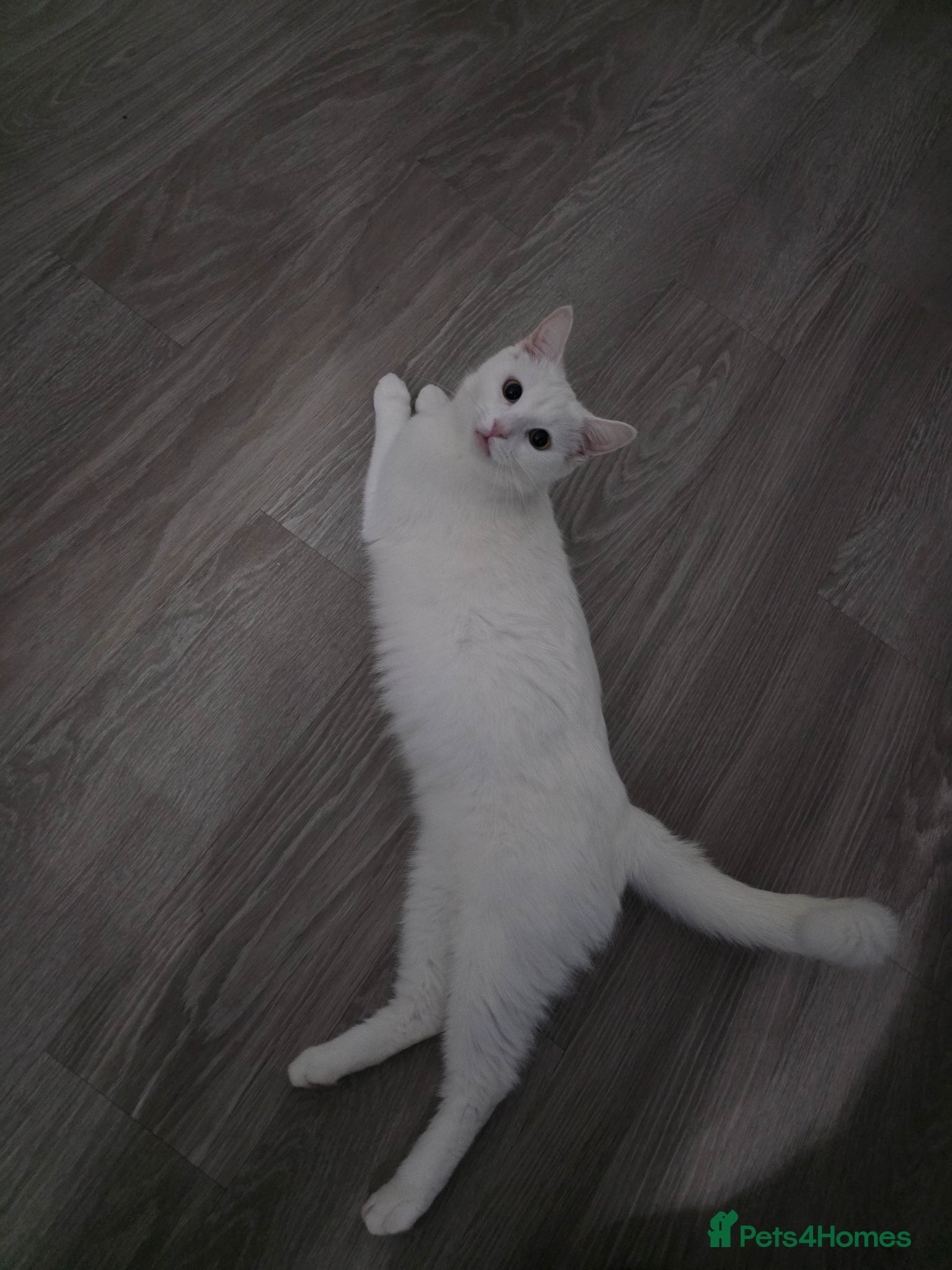 Mixed Breed cats Half turkish van kittens  - Advert 2