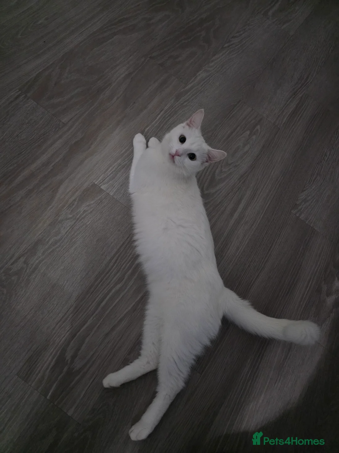 Mixed Breed cats for sale: Half turkish van kittens  - Advert 1