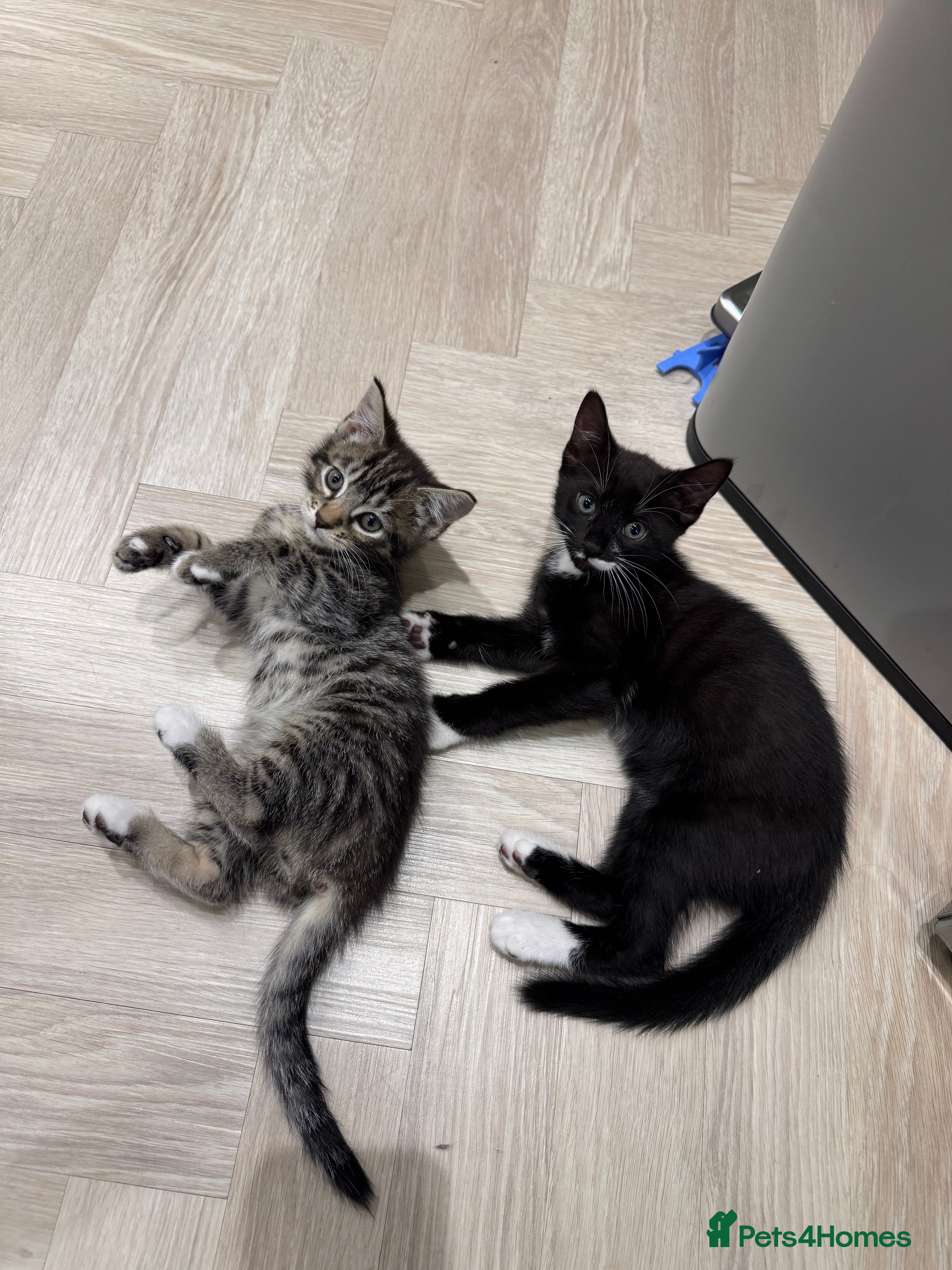 Mixed Breed cats Wonderful tabby and black kittens to go together  - Advert 2