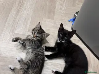 Mixed Breed cats Wonderful tabby and black kittens to go together - Advert 1