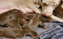 Dobermann dogs for stud: PROVEN SIRE, SON OF COME AS YOU ARE I-REX(Imp Scg) in Leeds - Image 6