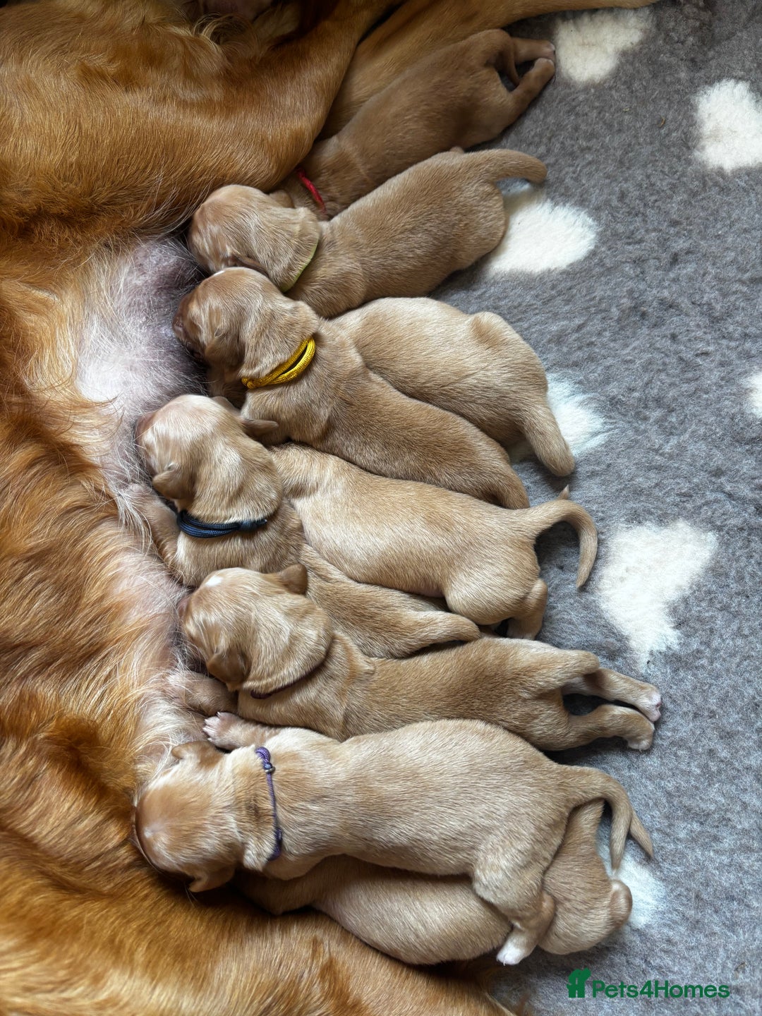 Golden Retriever dogs for sale: 🌟Gorgeous Golden Retriever Puppies🌟 - Image 2