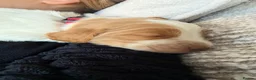 Cocker Spaniel dogs for sale: 🐾❤️ BEAUTIFUL WORKING COCKER SPANIEL PUPPIES ❤️🐾 - Advert 8