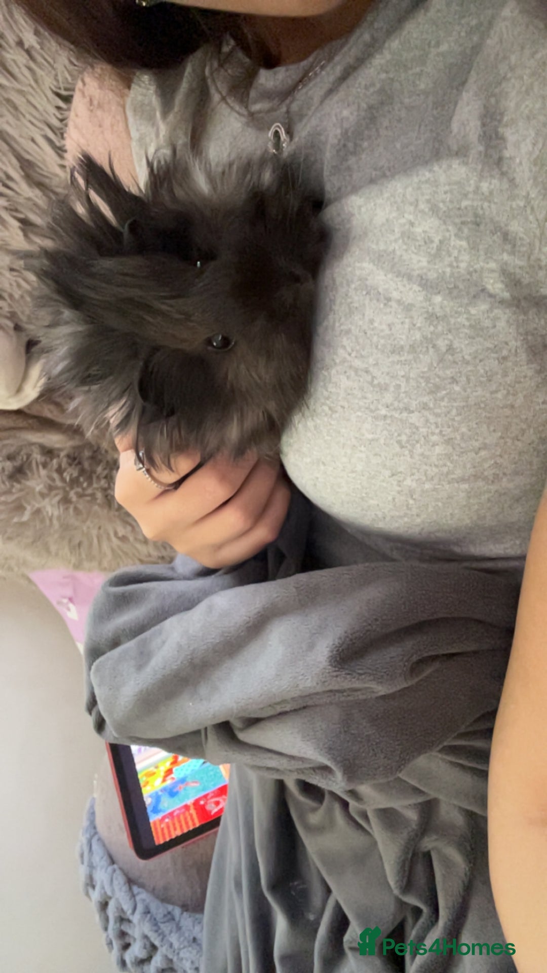 Guinea Pig rodents for sale: Beautiful mixed gender guinea pigs  - Advert 2