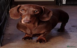 Dachshund dogs for sale: 2Available Dachshund mediumsmall dappled chocolate - Image 13