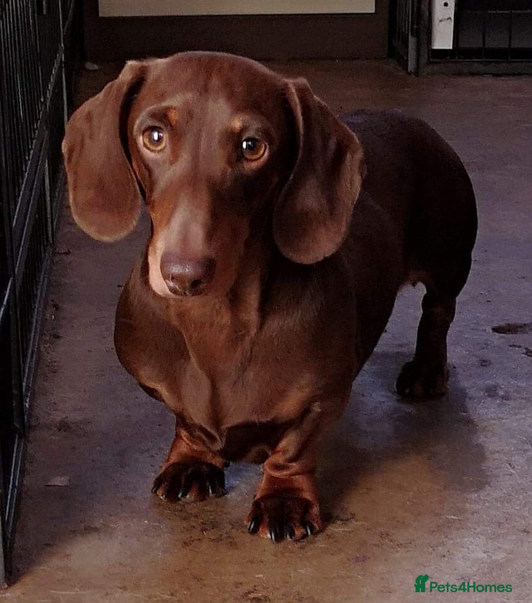 Dachshund dogs for sale: 2Available Dachshund mediumsmall dappled chocolate - Image 13