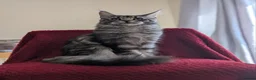 Maine Coon cats for sale: 5 mainne coon kittens  - Advert 4