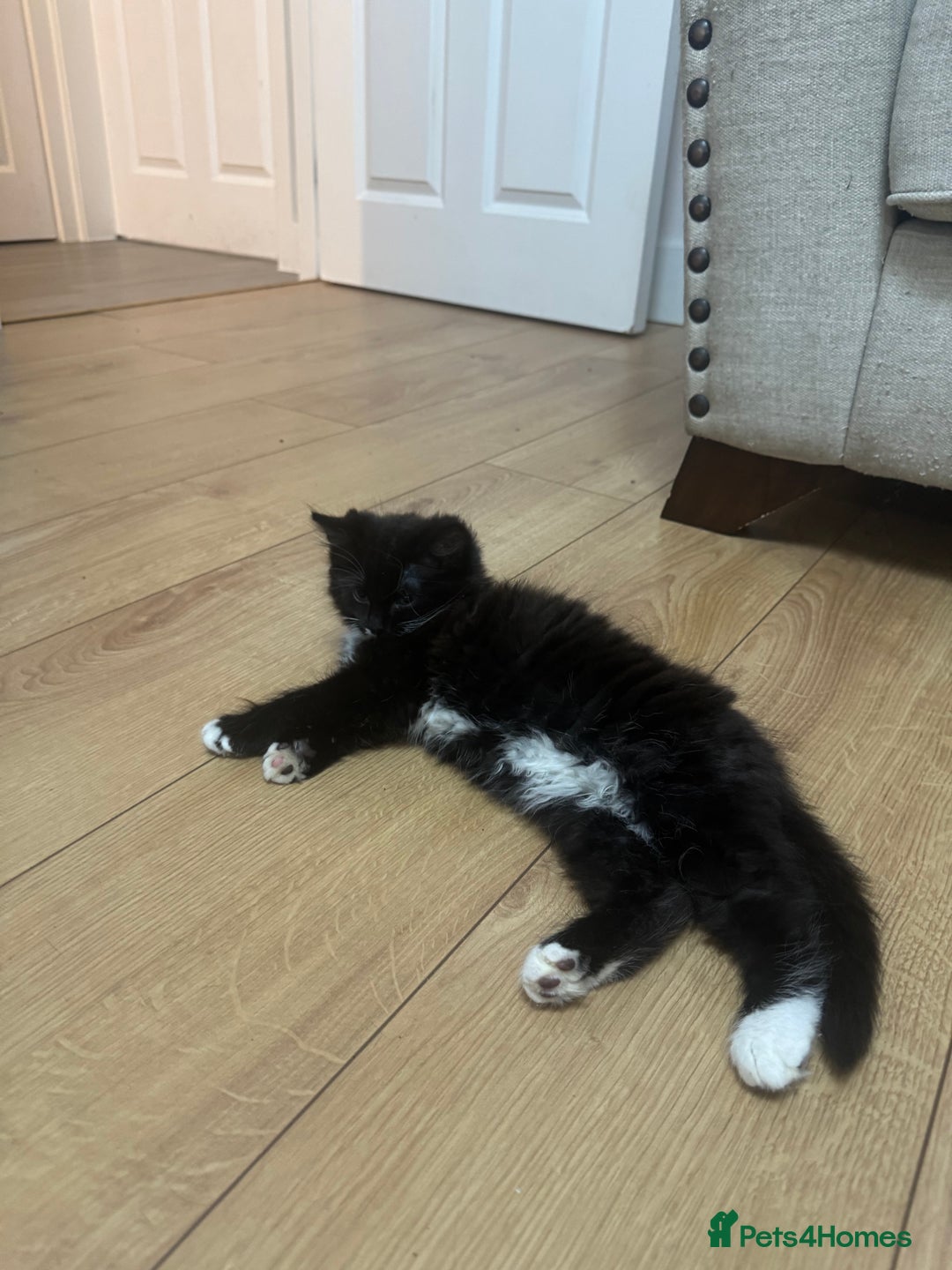 Ragdoll cats for sale: Stunning part ragdoll kittens - Image 13