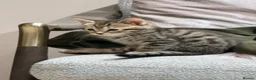 Bengal cats for sale: Bengal X kittens  in Bristol - Advert 36
