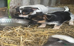Jack Russell dogs for sale: Jack Russell puppies - Image 7