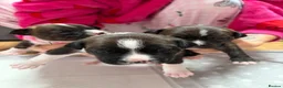 Staffordshire Bull Terrier dogs for sale: 3 Staffordshire Terrier Puppies - Advert 2