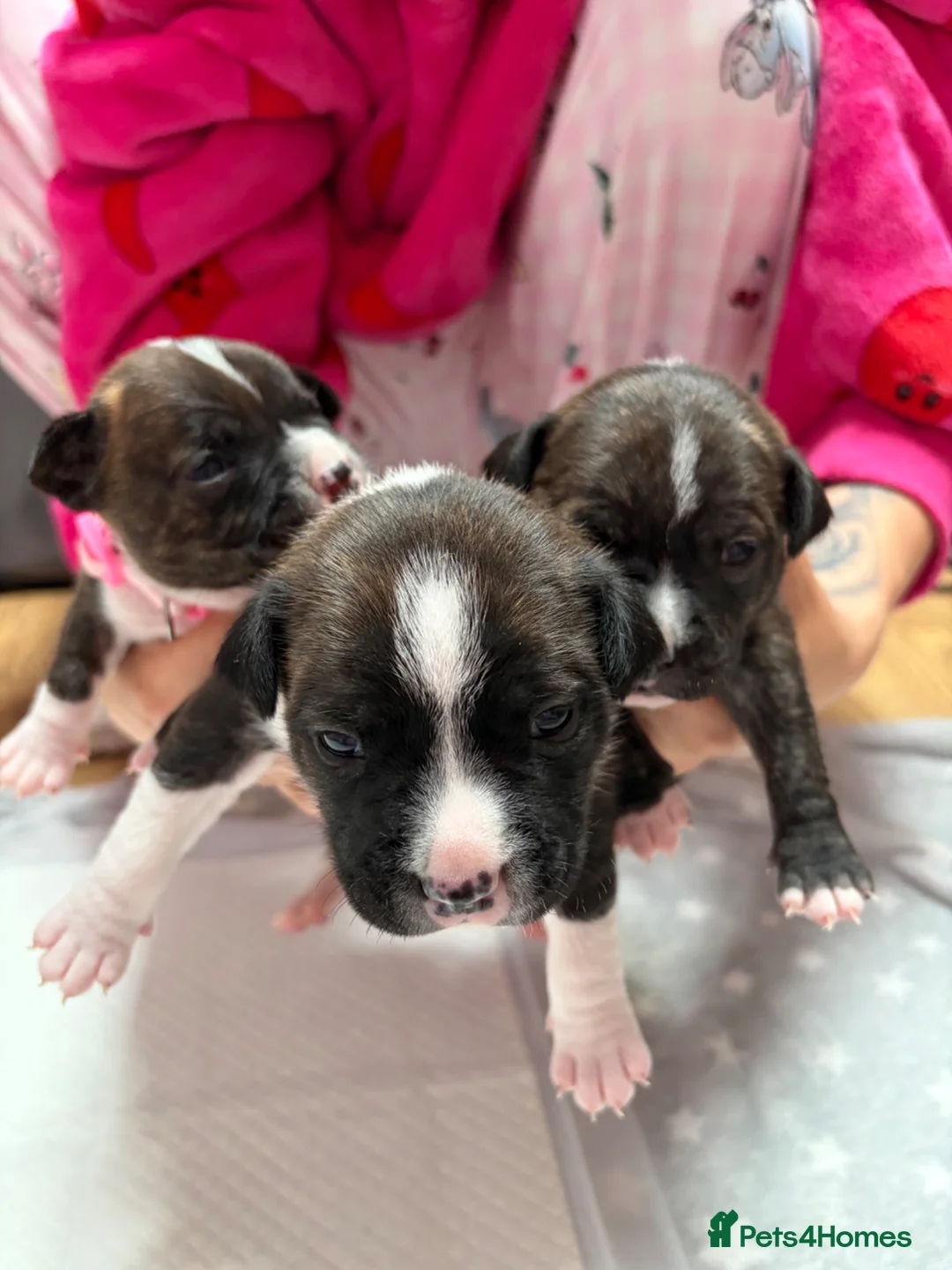 Staffordshire Bull Terrier dogs for sale: 3 Staffordshire Terrier Puppies - Advert 2