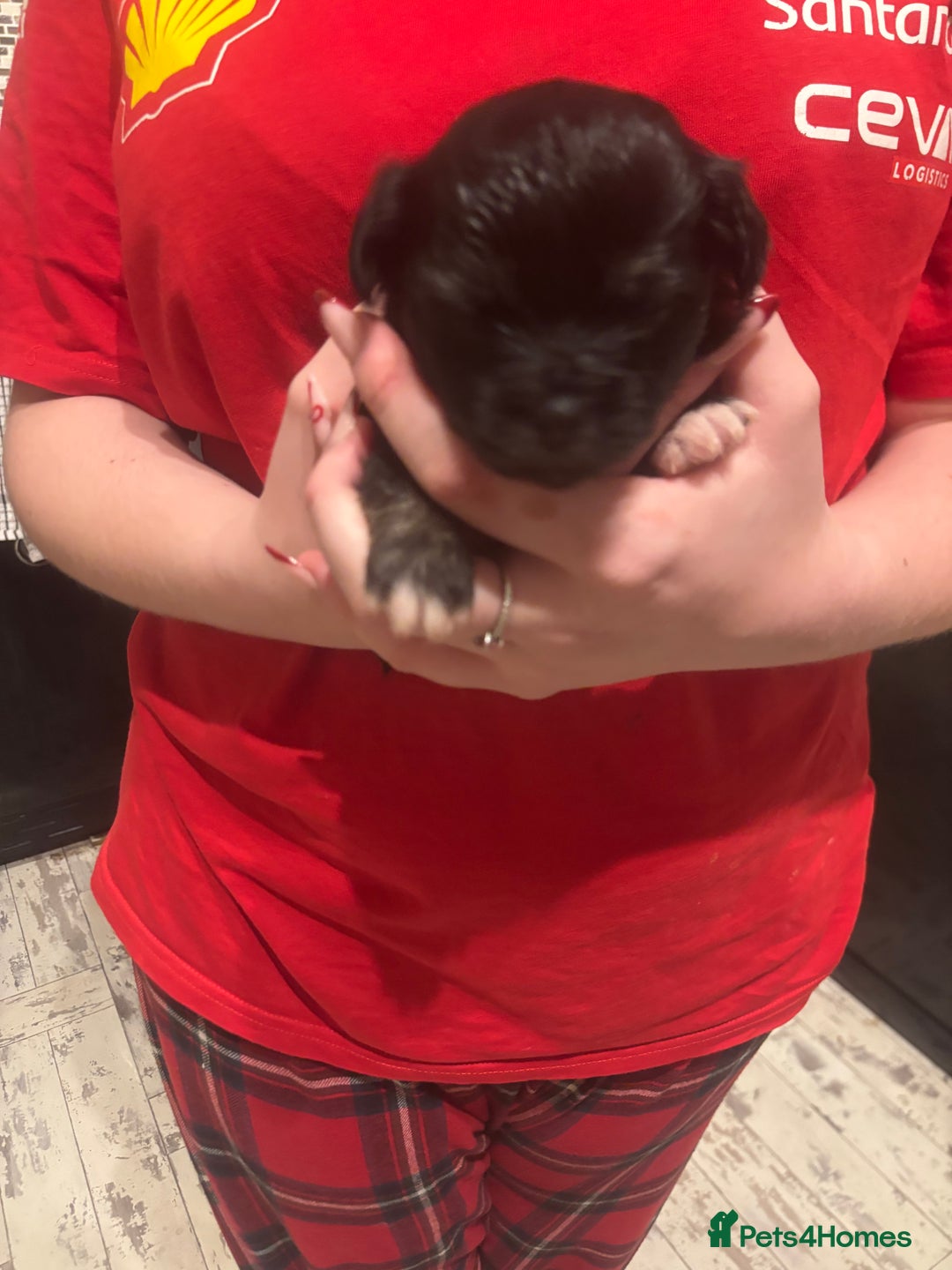 Chihuahua dogs for sale: Chihuahua pups - Advert 26