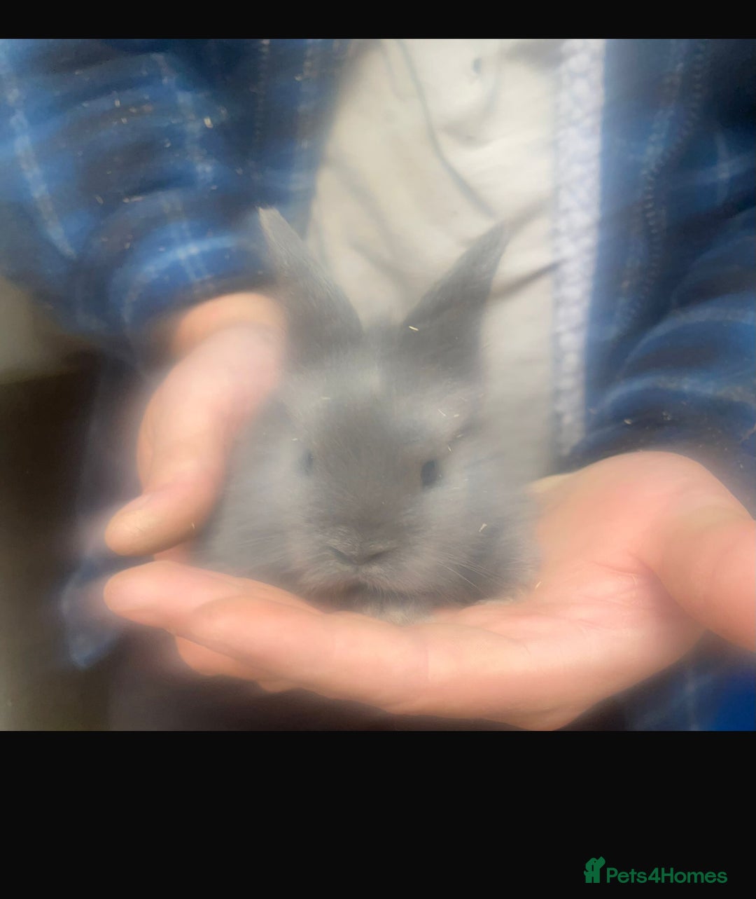 Lionhead rabbits for sale: Baby Lionhead bunnies  - Advert 19