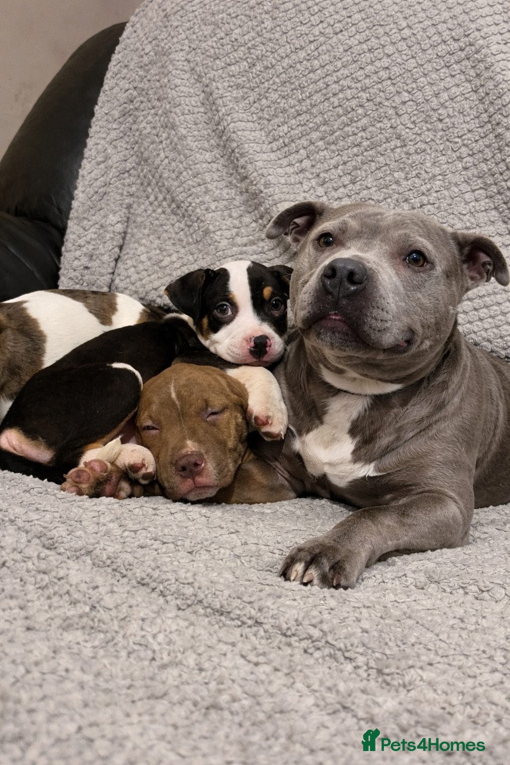Staffordshire Bull Terrier dogs Beautiful Staffy pups looking for there new homes - Advert 1