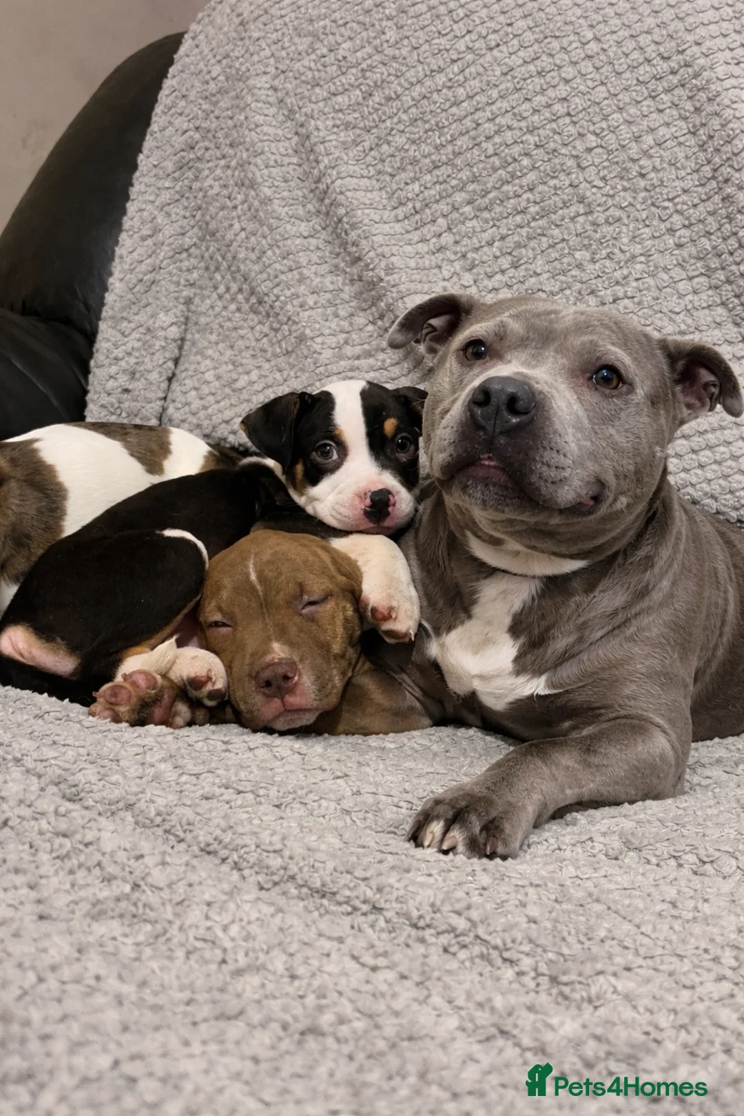 Staffordshire Bull Terrier dogs for sale: Beautiful Staffy pups looking for there new homes - Advert 1