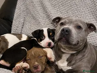 Staffordshire Bull Terrier dogs Beautiful Staffy pups looking for there new homes - Advert 1