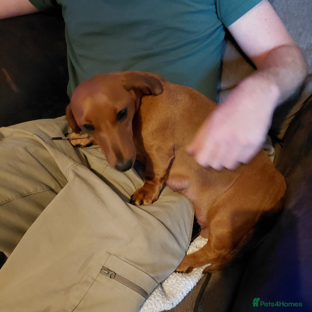 Mixed Breed dogs for sale: Dachshund x jack russle - Image 12