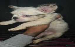 French Bulldog dogs for sale: ✨ Enchanted Frenchie Puppies Ready Now! ✨ - Advert 18