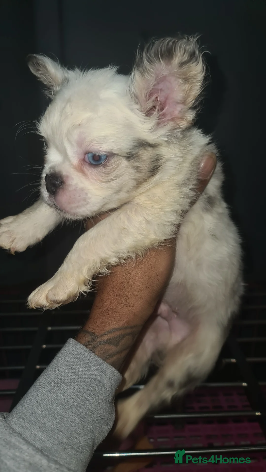 French Bulldog dogs for sale: ✨ Enchanted Frenchie Puppies Ready Now! ✨ - Advert 22